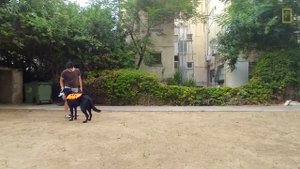 Dog Responds to Voiceless Commands Via Vibrating Vest | Nat Geo Wild