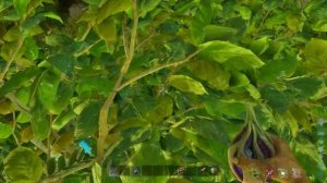 И Линг приручение и способности | Yi Ling | ARK: Survival Ascended