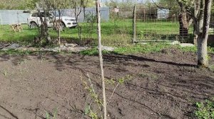 Обрезка плодовых деревьев на УРОЖАЙ