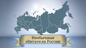 Необычные обитатели городов