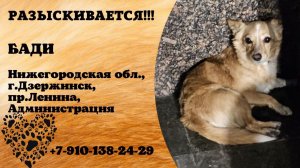 Пропала собака! БАДИ. Нижегородская обл., г.Дзержинск.