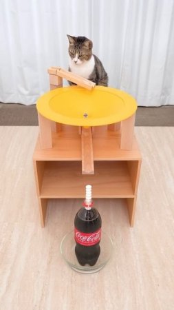 Cat and Mentos Cola