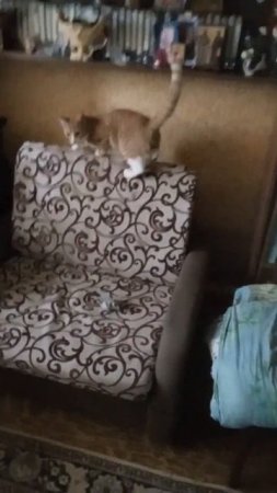 From the life of a red-haired cat (из жизни рыжего котейки) - нырок (the dive)