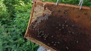 2025-06-01. Пчёлы. Карника. 22 дня с момента приобретения пчелопакета