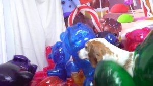 Dog Surprised with Gummy Bear House