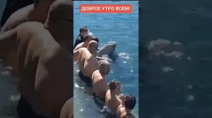 УМНЕЙШИЙ ДЕЛЬФИН #дельфины #море #представление #зрители #топ #нравится #лучшее #like #вертуоз