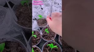Почвенная корка на рассаде. Чем она опасна для растений? Как исправить данную ситуацию?