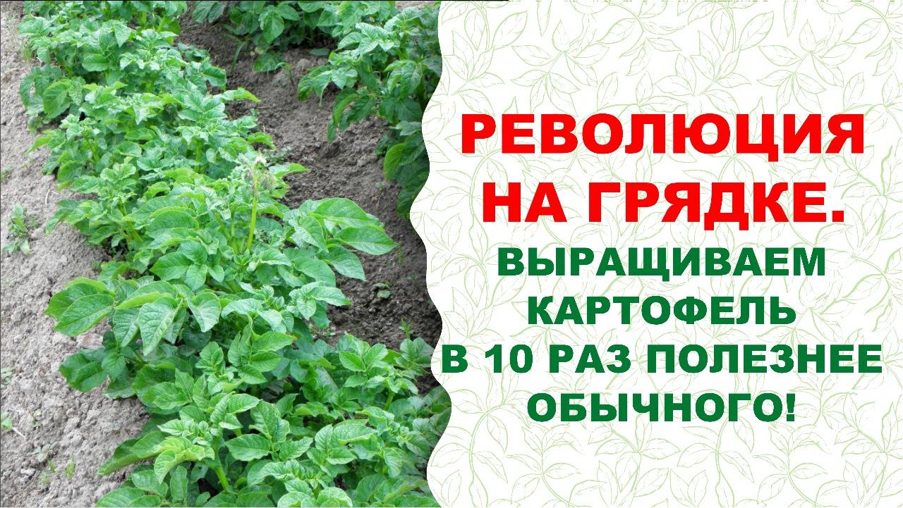 Картофель без ядохимикатов, пестицидов — Еда +800% с эко биопрепаратами