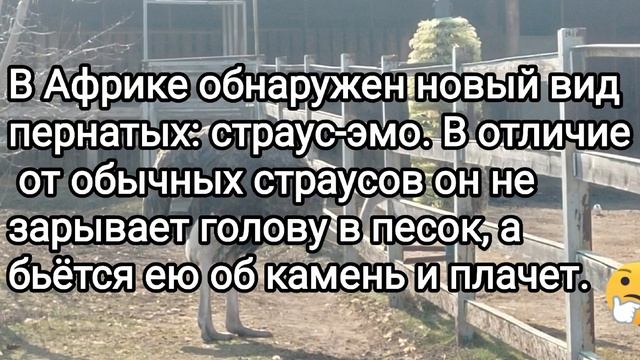 🤣Смешные анекдоты о животных🤣Юмор😉Позитив🙂 смотреть онлайн