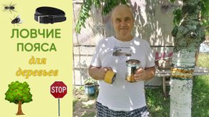 Ловчие пояса для плодовых деревьев