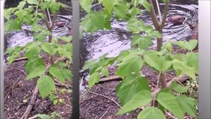 2025-05-30 Бобры на Яузе