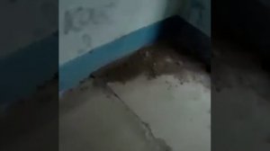 антоха упал с 16 этожа 😔😶😖. любим помним и скорбим.