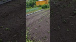 огород 01.06.25