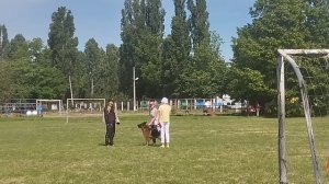 1 Отл. КЧК ШВЕППС из Фортуна Мерди +++ №12. КЧК КРАСНОДАР 24 мая`25 Н.Морева Моно нем.овч.
