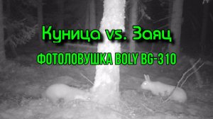Куница vs. Заяц. Сдохла флешка. Фотоловушка Boly BG-310