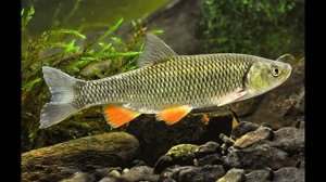 KLYUKER - Рыбка будет моей