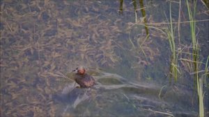 Малая поганка под водой: стремительный дайвер