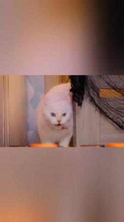 котейка попал в игру😱