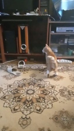 From the life of a red-haired cat