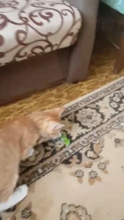 Из жизни рыжего котейки: ловим конфетку (From the life of a red-haired kitten: catching a candy)