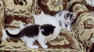 Мама-кошка и ее два милых котенка. Видео с кошками.