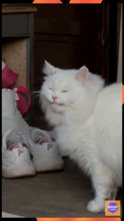 Кот и компрессор 🤣 #юмор #смешновидео #рофл #коты #кошки #животные #котики