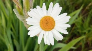 всех с летой! .mp4