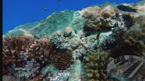 ЗАГАДОЧНЫЙ ПОДВОДнЫЙ МИР (YAMAHA S 670)