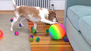 Dog Surprised with Technicolor Waterfall of BALLS!