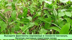 Они появились из капель пота богини Дианы, когда она убегала от назойливых фавнов