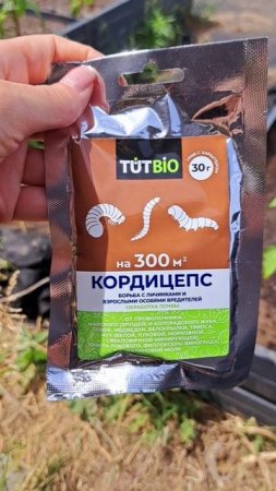 Средство против хрущей и медведки!