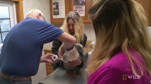 Mending a Broken Wing | The Incredible Dr. Pol