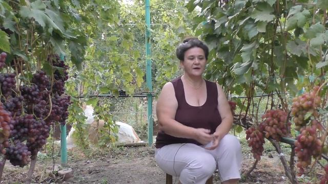 14 Паралич гроздей, усыхание гребней винограда, меры борьбы Лекция Пузенко Натальи Лариасовны