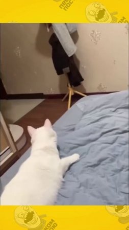 Кото технологии