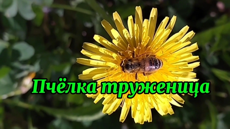 Красота природы. Релакс.