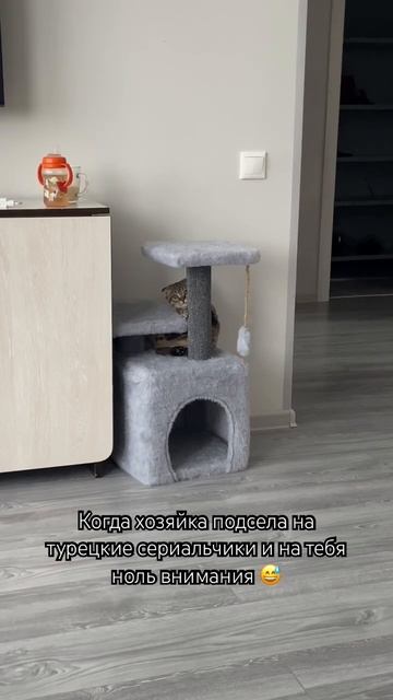 Когда хочется внимания😄кот и так и сяк😄 #котики #кот смотреть онлайн