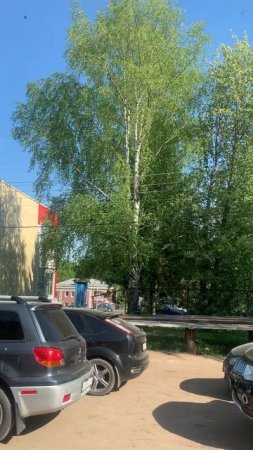The weather outside the window in our village: колышутся родные