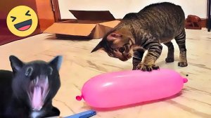 Самые Смешные Видео про Кошек И Собак 🐱7🐶 - Лучшие Приколы Про Животных 😁