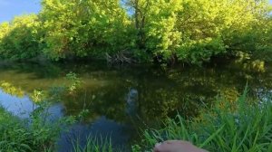 ДА сколько тут РЫБЫ под этими деревьями и корягами! Рыбалка на спиннинг в красив