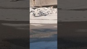 Ни как не отвыкнуть от "маминой титьки"