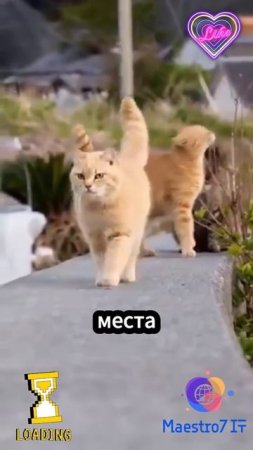 💻 Походка у кошек