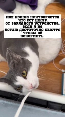 кошки всегда хитрые