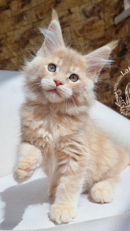 Unikum Mos Lakshestar котенок мейн кун 2 месяца 3 дня.