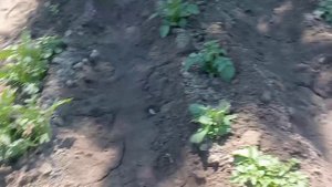 голубоглазая лилуша чихуахуа 2 мес