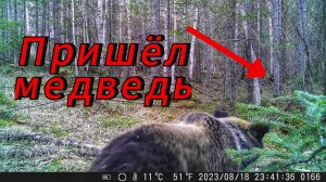 Фотоловушка полгода простояла в тайге. Вот что она сняла
