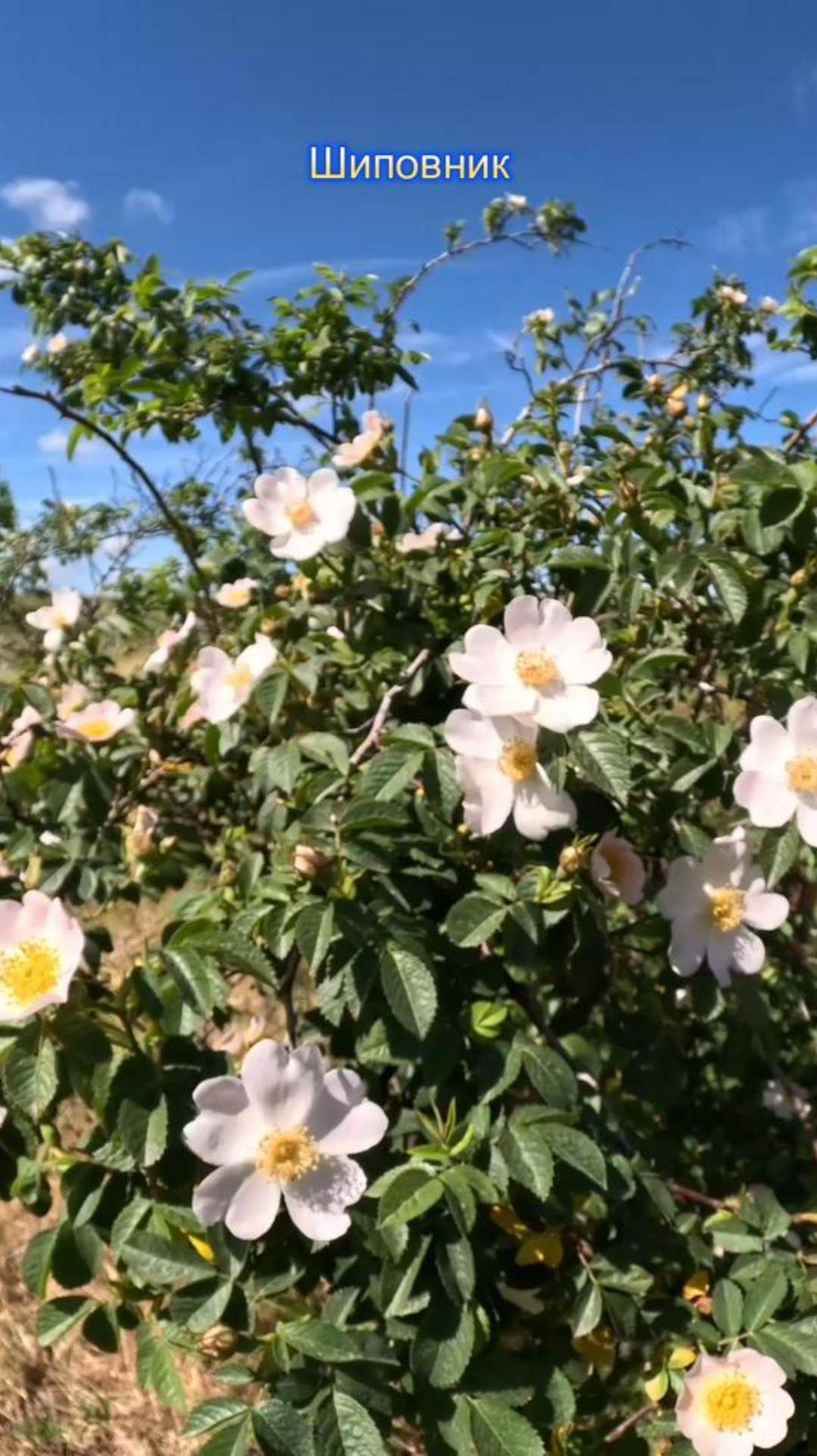 Роза собачья или шиповник смотреть онлайн