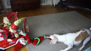 Dog Christmas Ruined by Evil Elves! Funny Dogs Maymo, Potpie & Penny