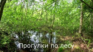Прогулки по лесу. Проверяем воду для установки фотоловушки.