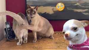 Самые Смешные Видео про Кошек И Собак 🐱6🐶 - Лучшие Приколы Про Животных 😁