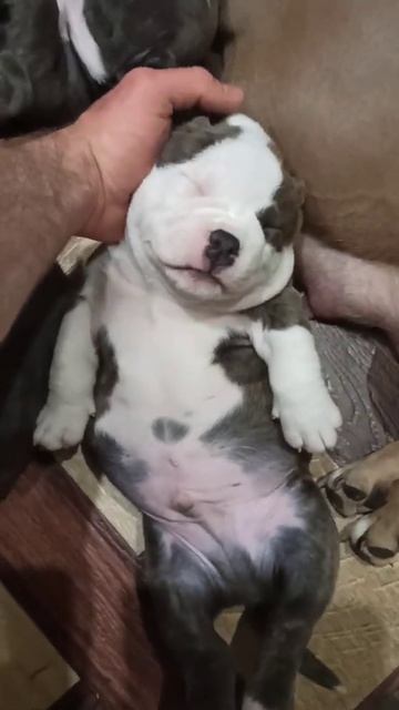 здоровый булли! #щенки #купить #американскийбулли #булли смотреть онлайн